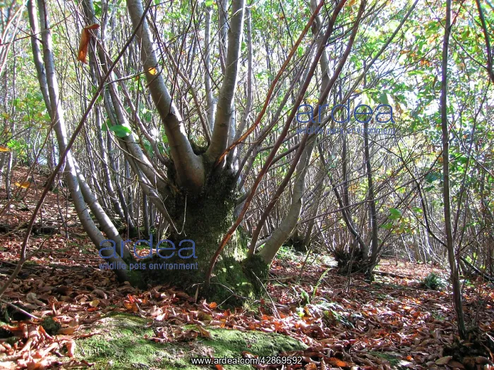 : Sweet Chestnut Coppice - Sussex Woodland : Sweet Chestnut Coppice - Sussex Woodland