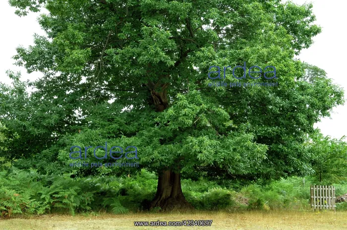 : Sweet Chestnut - Some fine examples in Knole : Sweet Chestnut - Some fine examples in Knole