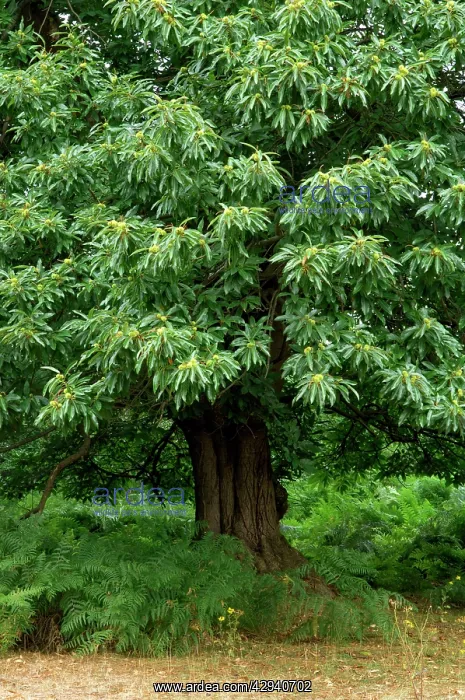 : Sweet Chestnut - Some fine examples in Knole : Sweet Chestnut - Some fine examples in Knole