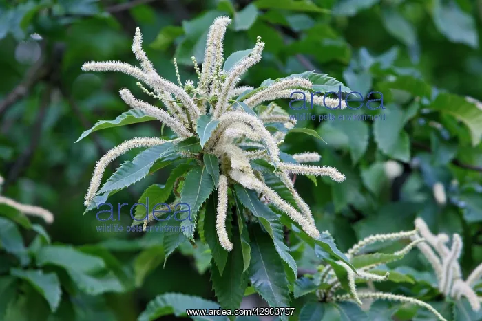 : Sweet Chestnut flower : Sweet Chestnut flower