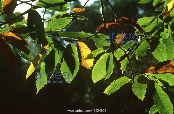 : SWEET CHESTNUT - foliage : SWEET CHESTNUT - foliage