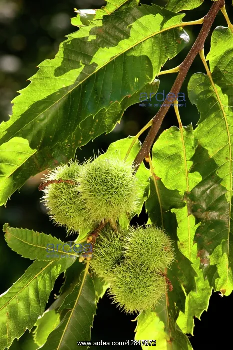 : Sweet Chestnut fruit : Sweet Chestnut fruit