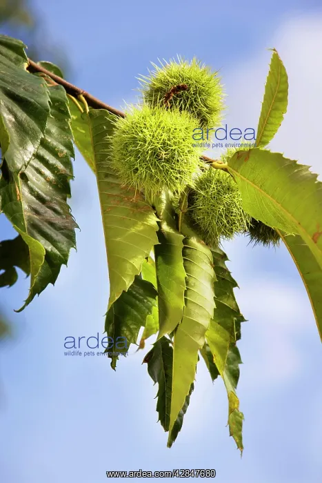 : Sweet Chestnut fruit : Sweet Chestnut fruit