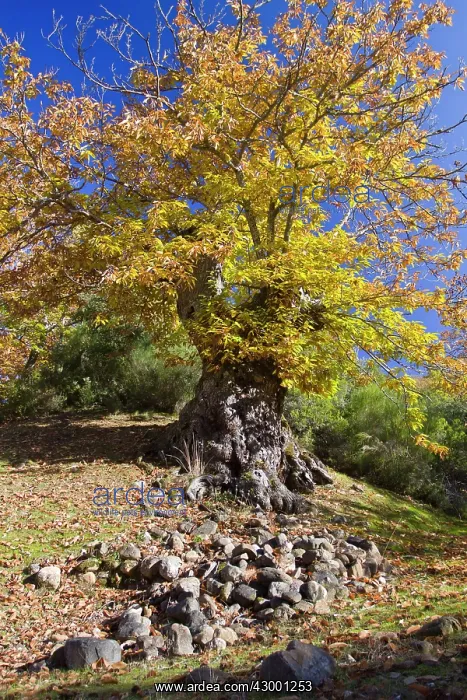 : Sweet Chestnut - old tree : Sweet Chestnut - old tree