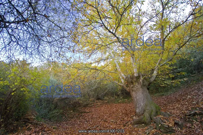 : Sweet Chestnut Tree : Sweet Chestnut Tree