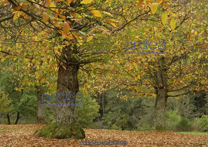 : Sweet chestnut Tree - in autumn : Sweet chestnut Tree - in autumn