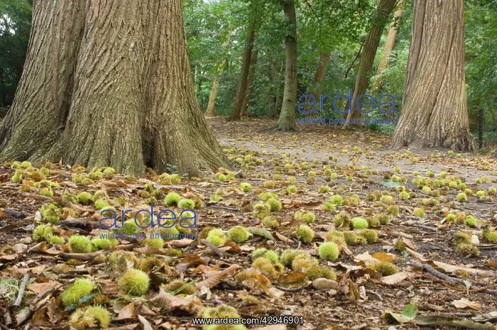 : Sweet chestnut - Tree in autumn with fallen nuts : Sweet chestnut - Tree in autumn with fallen nuts