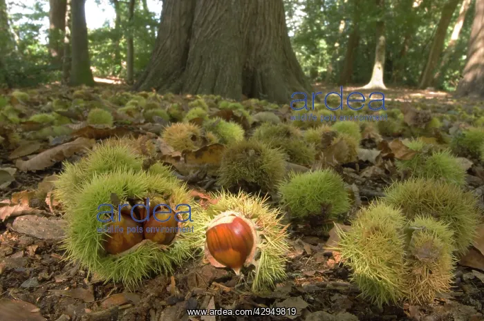 : Sweet chestnut - Tree in autumn with fallen nuts : Sweet chestnut - Tree in autumn with fallen nuts