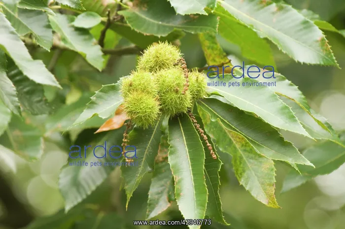 : Sweet chestnut - Tree in autumn with nuts : Sweet chestnut - Tree in autumn with nuts