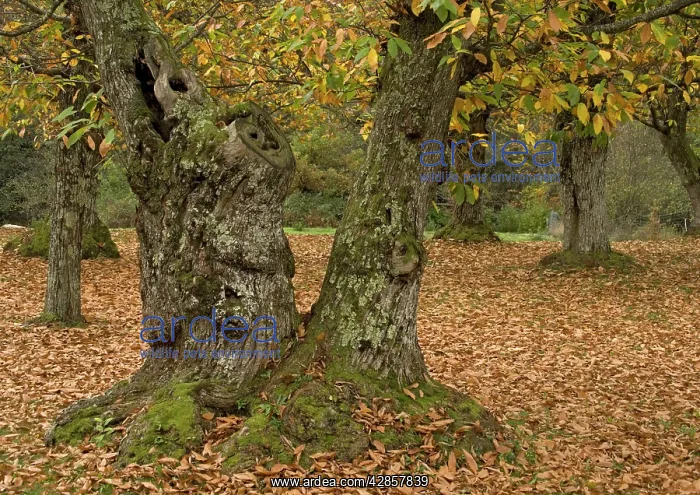 : Sweet chestnut Tree - in autumn: old trees cultivated : Sweet chestnut Tree - in autumn: old trees cultivated