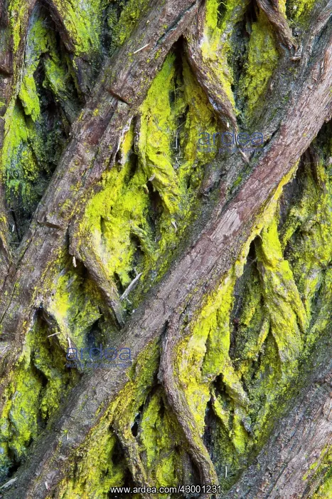 : Sweet Chestnut Tree - bark detail : Sweet Chestnut Tree - bark detail