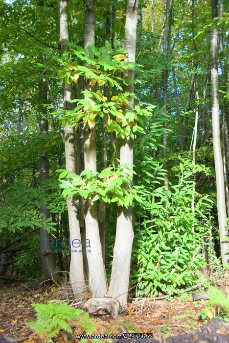: Sweet Chestnut Tree - a well grown coppiced Sweet Chestnut : Sweet Chestnut Tree - a well grown coppiced Sweet Chestnut