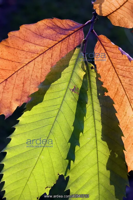 : Sweet Chestnut Tree - leaves : Sweet Chestnut Tree - leaves