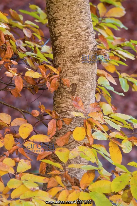 : Sweet Chestnut Tree - leaves in autumn : Sweet Chestnut Tree - leaves in autumn