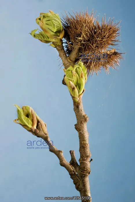 : Sweet Chestnut Tree / Marron - twig with bud : Sweet Chestnut Tree / Marron - twig with bud