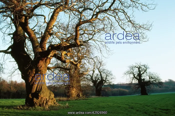 : SWEET CHESTNUT TREES-AVENUE : SWEET CHESTNUT TREES-AVENUE