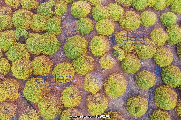: Sweet chestnut trees (Castanea sativa) in autumnal : Sweet chestnut trees (Castanea sativa) in autumnal