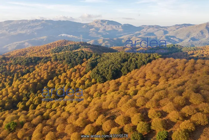 : Sweet chestnut trees (Castanea sativa) in autumnal