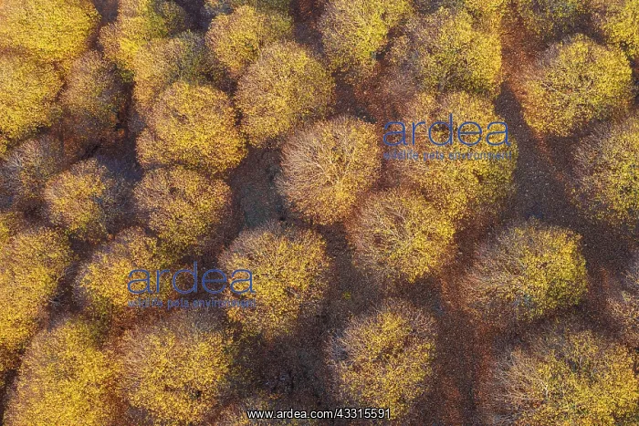 : Sweet chestnut trees (Castanea sativa) in autumnal : Sweet chestnut trees (Castanea sativa) in autumnal