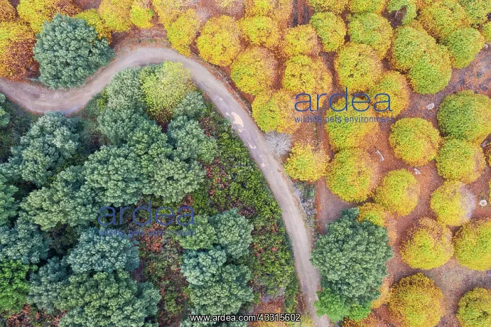  : Sweet chestnut trees (Castanea sativa) in autumnal