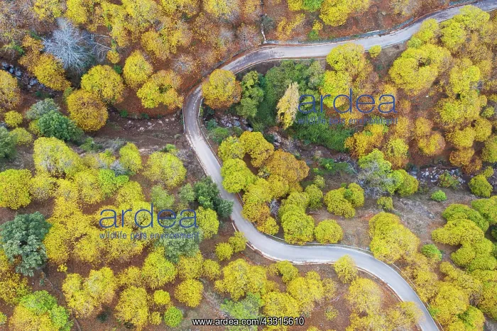: Sweet chestnut trees (Castanea sativa) in autumnal : Sweet chestnut trees (Castanea sativa) in autumnal