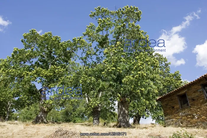 : Sweet chestnut trees - laden with fruit : Sweet chestnut trees - laden with fruit