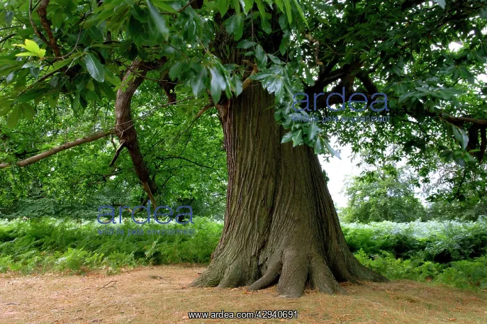 : Sweet Chestnut - Trunk : Sweet Chestnut - Trunk