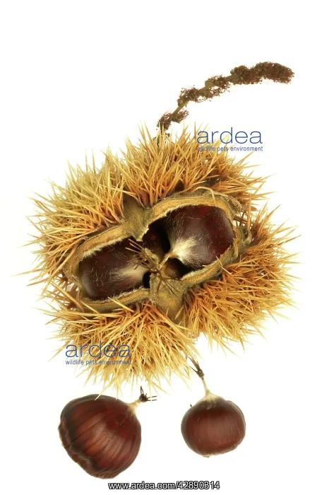 : Sweet Chestnuts - in case : Sweet Chestnuts - in case