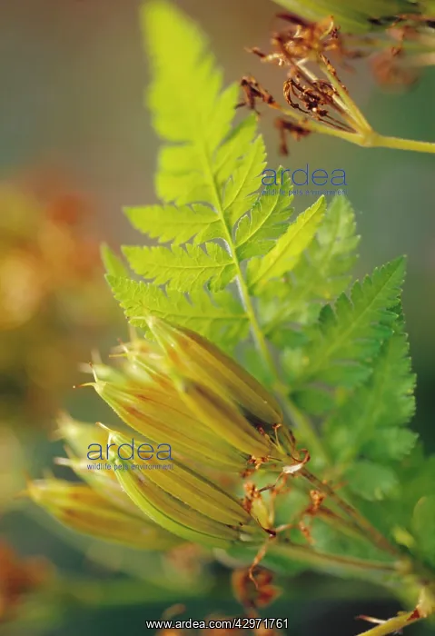 : Sweet cicely : Sweet cicely