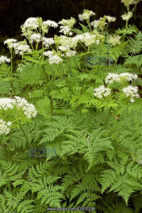 : Sweet Cicely - very aromatic umbellifer - Roadside : Sweet Cicely - very aromatic umbellifer - Roadside