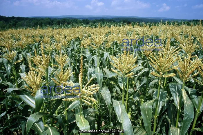 : Sweet Corn : Sweet Corn
