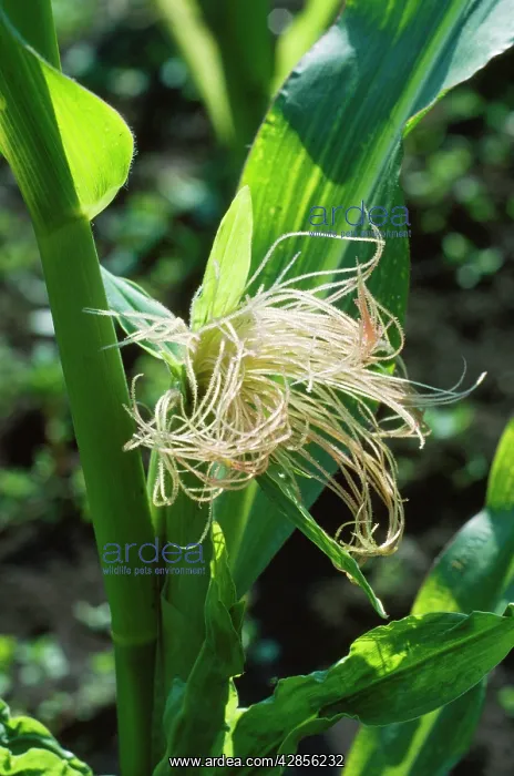 : Sweet Corn / Maize - female flowers & tassels : Sweet Corn / Maize - female flowers & tassels