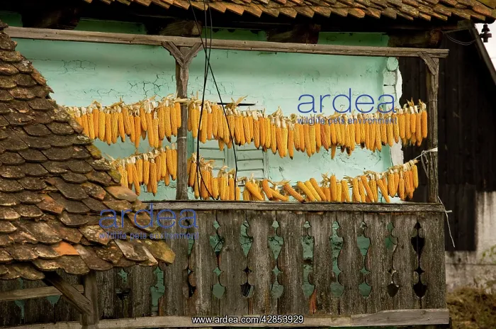 : Sweet corn (maize) hanging up to dry on balcony of old house : Sweet corn (maize) hanging up to dry on balcony of old house