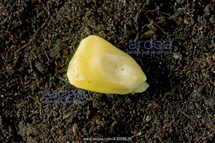 : Sweet Corn Seed : Sweet Corn Seed