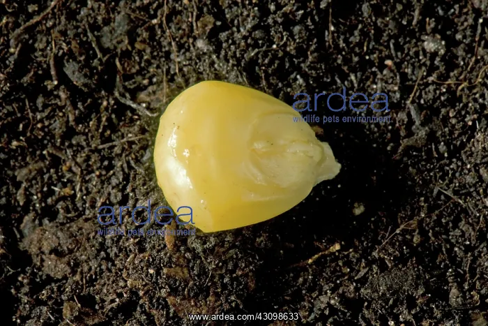 : Sweet Corn Seed : Sweet Corn Seed