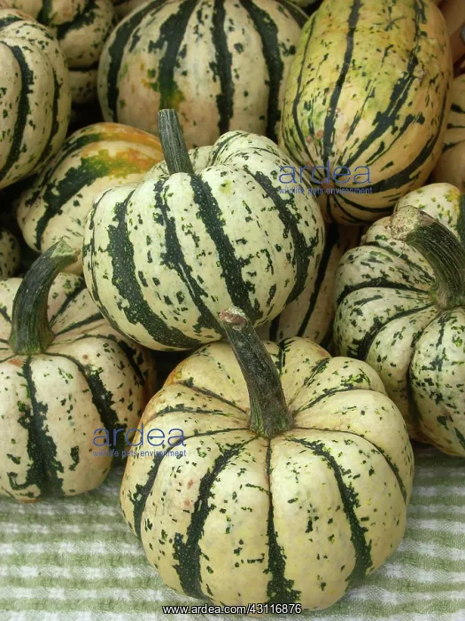 : Sweet Dumpling Squash : Sweet Dumpling Squash