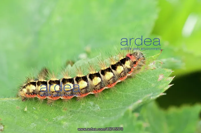 : Sweet Gale Moth caterpillar : Sweet Gale Moth caterpillar