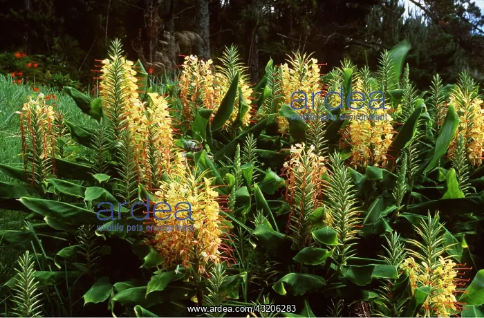 : Sweet Ginger / Kahili Lily / Butterfly Lily : Sweet Ginger / Kahili Lily / Butterfly Lily