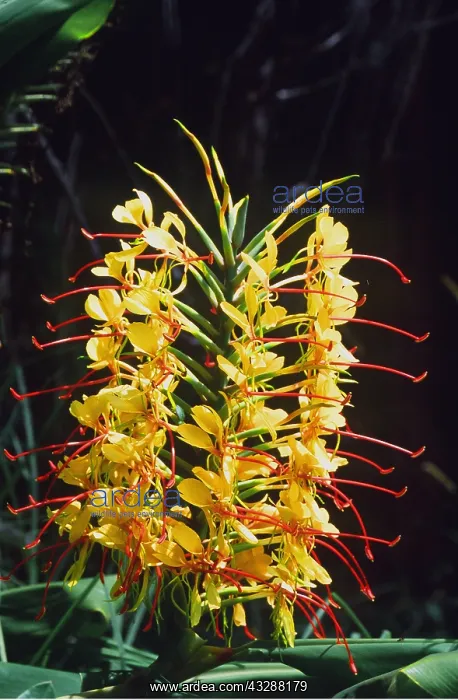 : Sweet Ginger / Kahili Lily / Butterfly Lily : Sweet Ginger / Kahili Lily / Butterfly Lily