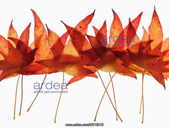 : Sweet gum, Liquidambar styraciflua arrangement of : Sweet gum, Liquidambar styraciflua arrangement of