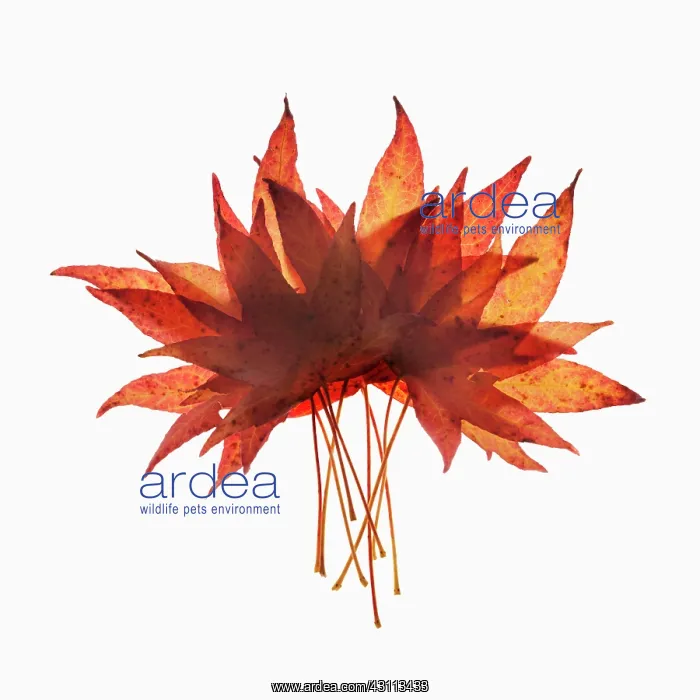 : Sweet gum, Liquidambar styraciflua arrangement of : Sweet gum, Liquidambar styraciflua arrangement of