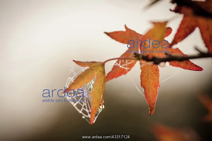 : Sweet gum, Liquidambar styraciflua, Close view of : Sweet gum, Liquidambar styraciflua, Close view of