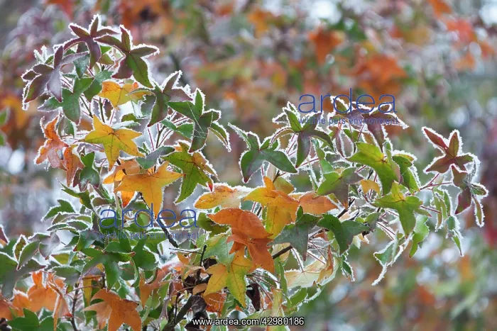 : Sweet Gum Tree - leaves in autumn colour covered : Sweet Gum Tree - leaves in autumn colour covered