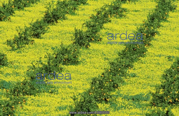 : Sweet Orange - Cultivation in the fertile Guadalhorce : Sweet Orange - Cultivation in the fertile Guadalhorce