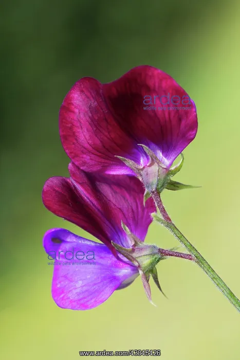 : Sweet pea, Lathyrus odoratus Cupani : Sweet pea, Lathyrus odoratus Cupani