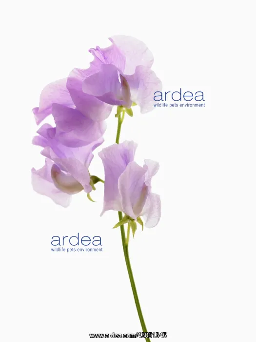: Sweet pea, Lathyrus odoratus : Sweet pea, Lathyrus odoratus