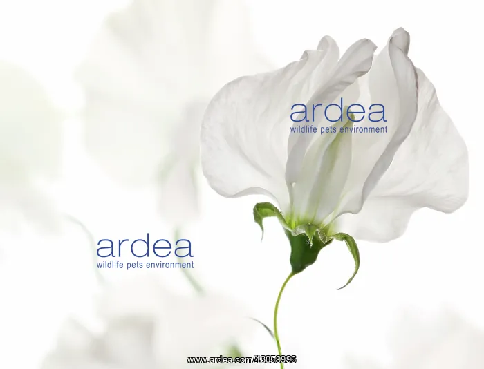 : Sweet pea, Lathyrus odoratus : Sweet pea, Lathyrus odoratus