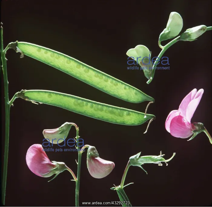 : SWEET PEA - Development : SWEET PEA - Development
