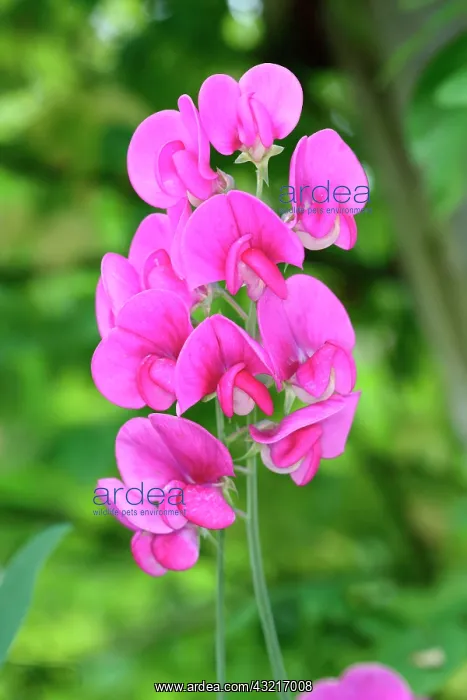 : Sweet pea, Everlasting sweet pea, Lathyrus latifolius : Sweet pea, Everlasting sweet pea, Lathyrus latifolius