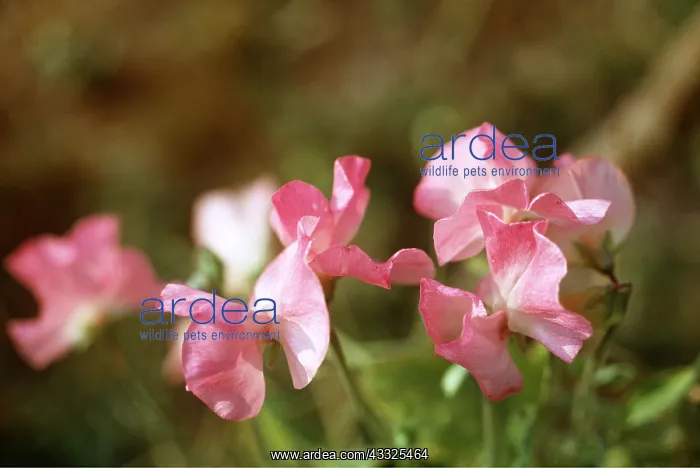 : SWEET PEA FLOWERS : SWEET PEA FLOWERS